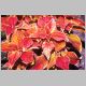 Coleus 'Rustic Orange'